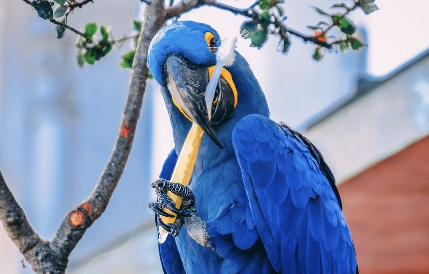 Blue parrot holding a toothbrush